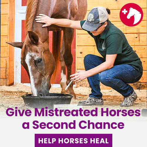 Give Mistreated Horses a Second Chance donation, The Animal Rescue Site and GreaterGood; caregiver feeding rescued brown horse in stable, veterinary care, rehabilitation support, helping neglected horses heal and recover
