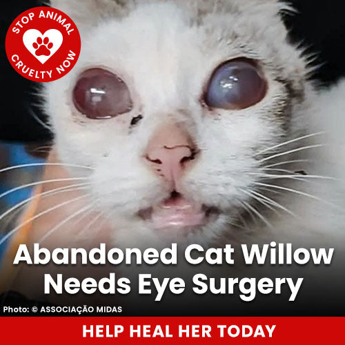 Abandoned Cat Willow Needs Eye Surgery donation, The Animal Rescue Site and GreaterGood; white cat with severe eye condition, urgent veterinary care needed, support life-changing surgery and recovery