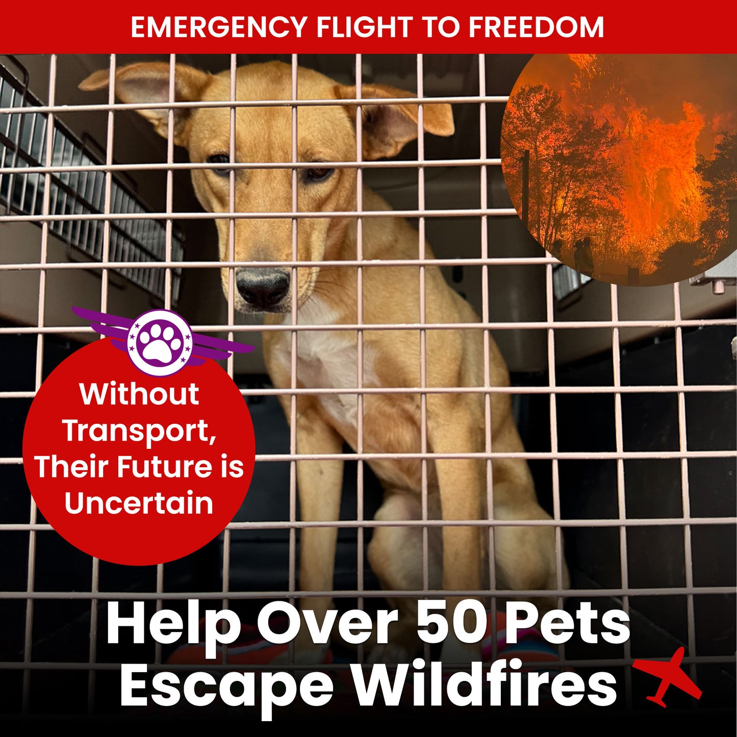 Emergency Flight: Fly At-Risk Shelter Pets to Safety Amidst Wildfires