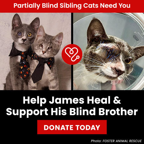 Help James Heal & Support His Blind Brother donation, The Animal Rescue Site and GreaterGood; partially blind sibling cats need surgery, recovery care, and ongoing medical support to heal and thrive