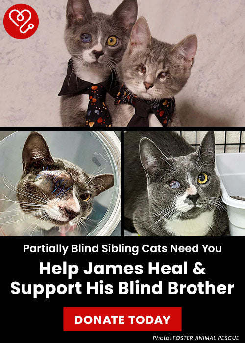 Help James Heal & Support His Blind Brother donation, The Animal Rescue Site and GreaterGood; sibling rescue cats need veterinary care, recovery support, and ongoing treatment to help them heal and thrive.