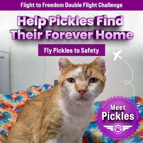 Double Flight Challenge donation, The Animal Rescue Site and GreaterGood; rescue dog and cat awaiting transport, helping overcrowded shelters relocate pets to safety and new adoption opportunities