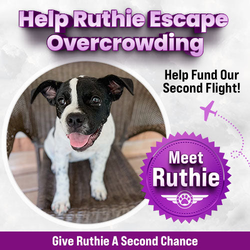 Double Flight Challenge donation, The Animal Rescue Site and GreaterGood; rescue dog and cat awaiting transport, helping overcrowded shelters relocate pets to safety and new adoption opportunities