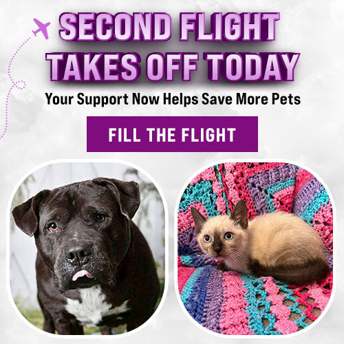 Double Flight Challenge donation, The Animal Rescue Site and GreaterGood; rescue dog and cat awaiting transport, helping overcrowded shelters relocate pets to safety and new adoption opportunities
