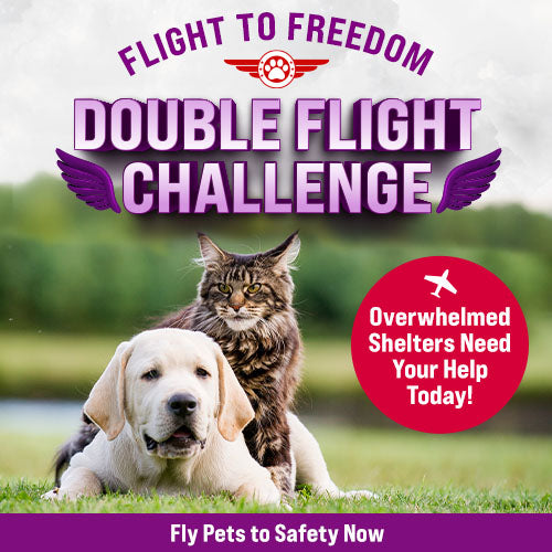 Double Flight Challenge donation, The Animal Rescue Site and GreaterGood; rescue dog and cat awaiting transport, helping overcrowded shelters relocate pets to safety and new adoption opportunities