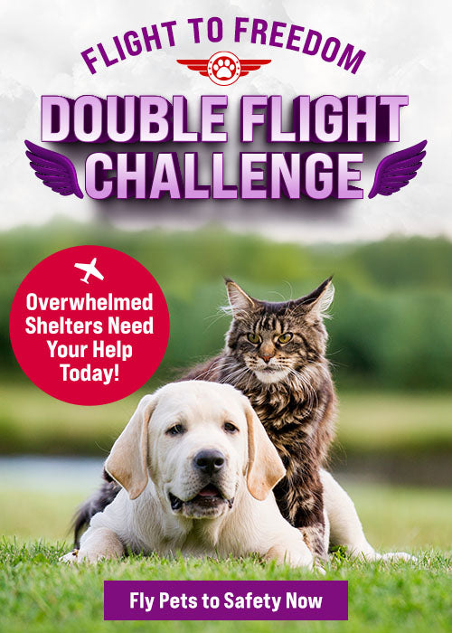 Double Flight Challenge donation, The Animal Rescue Site and GreaterGood; rescue dog and cat awaiting transport, helping overcrowded shelters relocate pets to safety and new adoption opportunities