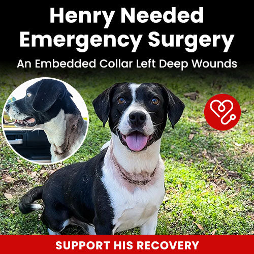 Henry Needed Emergency Surgery donation, The Animal Rescue Site and GreaterGood; black-and-white rescue dog with severe neck wounds needs emergency surgery, medical treatment, and recovery support to heal safely