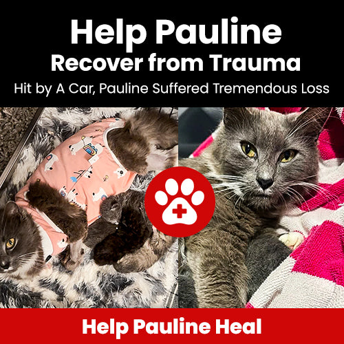 Help Pauline Recover from Trauma donation, The Animal Rescue Site and GreaterGood; gray mother cat and kittens need medical care, recovery support, and comfort after surviving a serious accident.