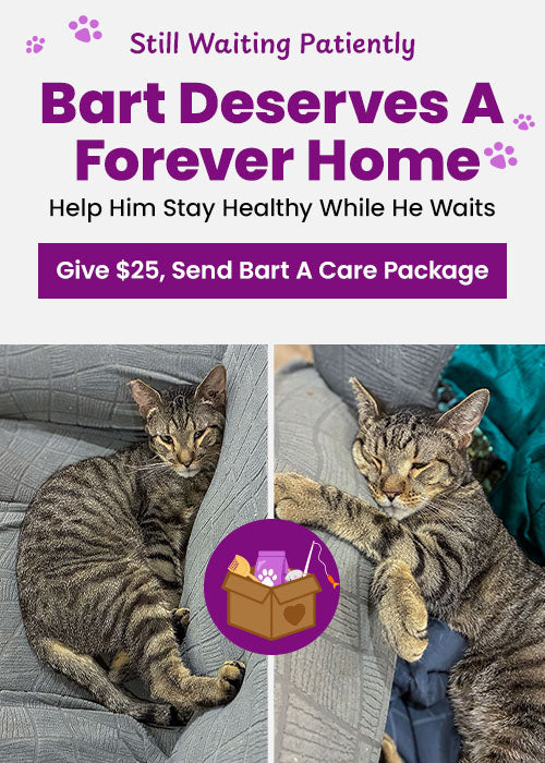 Shelter Pets Need Support donation, The Animal Rescue Site and GreaterGood; pets in shelter care awaiting comfort supplies, enrichment toys, and care packages that provide hope and daily support.