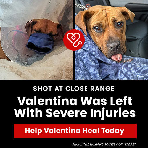 Help Valentina Heal Today donation, The Animal Rescue Site and GreaterGood; injured rescue dog Valentina needs medical treatment, recovery care, and rehabilitation support to heal from severe injuries.