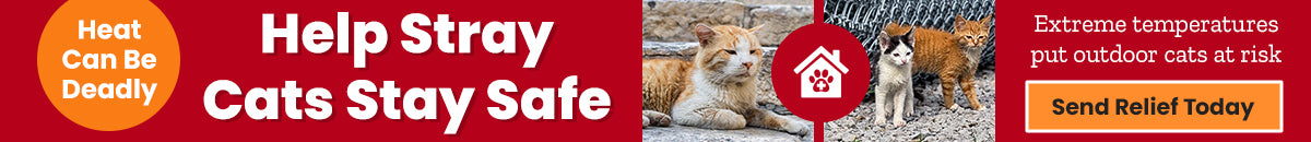 Help Stray Cats Stay Safe donation, The Animal Rescue Site and GreaterGood; support outdoor cats with cooling relief, shelter resources, and essential care during extreme summer temperatures.