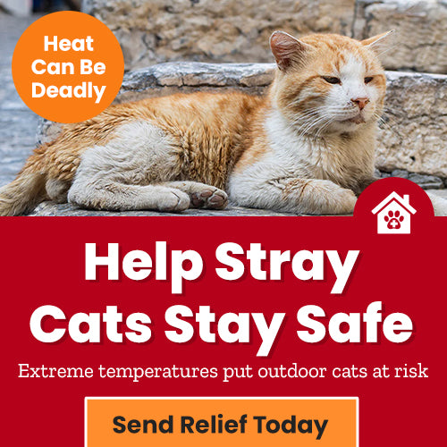 Help Stray Cats Stay Safe donation, The Animal Rescue Site and GreaterGood; support outdoor cats with cooling relief, shelter resources, and essential care during extreme summer temperatures.