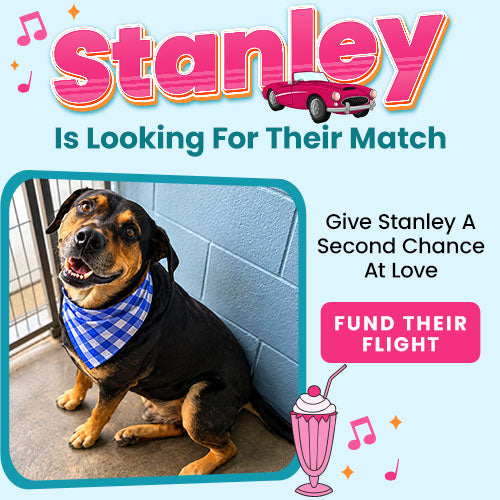 Flight to Freedom: Summer Lovin' donation campaign by The Animal Rescue Site and GreaterGood. Your contribution funds life-saving flights for shelter pets in need.