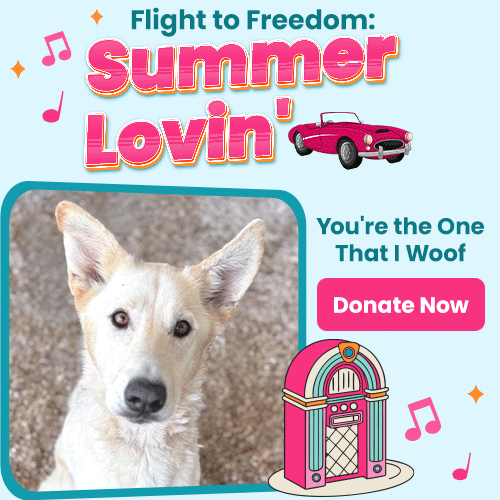 Flight to Freedom: Summer Lovin' donation campaign by The Animal Rescue Site and GreaterGood. Your contribution funds life-saving flights for shelter pets in need.