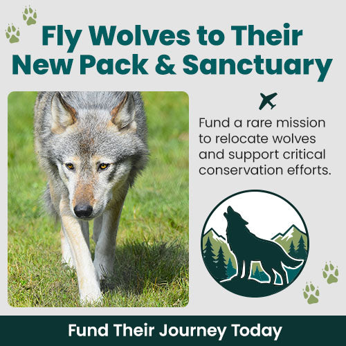 Support the Fly Wolves to Their New Pack and Sanctuary mission with The Animal Rescue Site and GreaterGood. Your donation funds this rare relocation and critical conservation effort.