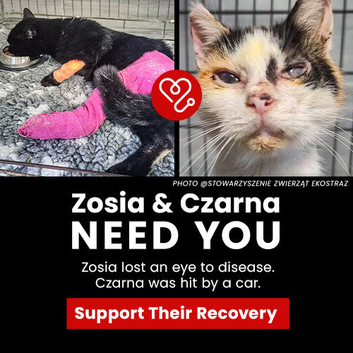 Support the Zosia and Czarna recovery campaign by The Animal Rescue Site and GreaterGood. Help provide critical medical care for these injured cats in need of healing.