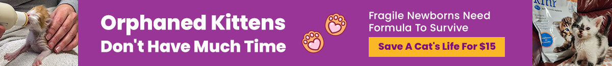 Support the Orphaned Kittens campaign by The Animal Rescue Site and GreaterGood. Donate $15 to provide formula for fragile newborns in honor of National Kitten Day.