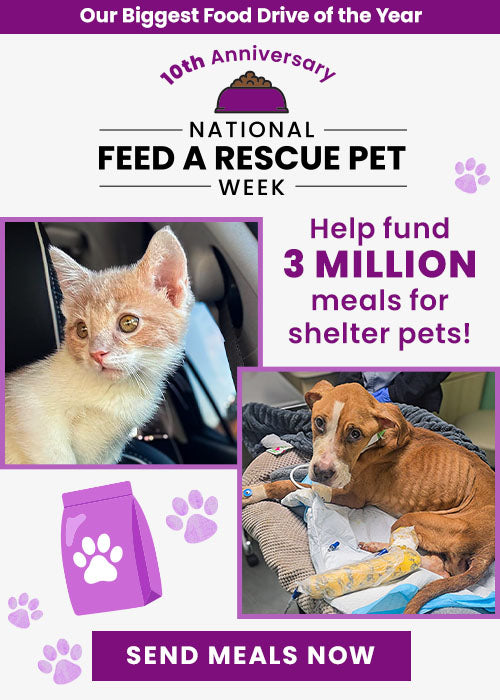 National Feed a Rescue Pet Week 10th Anniversary campaign by The Animal Rescue Site and GreaterGood. Help fund 3 million meals for hungry shelter pets and send meals now.