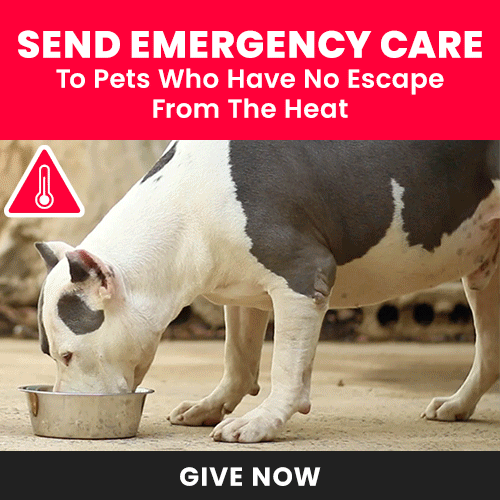 Support the Send Emergency Care to Pets Who Have No Escape From The Heat campaign by The Animal Rescue Site and GreaterGood. Give now to protect vulnerable animals from dangerous temperatures.