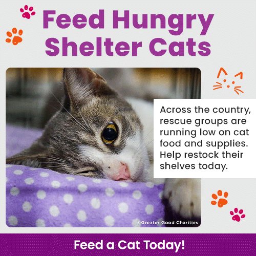 Support the Feed Hungry Shelter Cats campaign by The Animal Rescue Site and GreaterGood. Help restock food and supplies for rescue groups across the country.