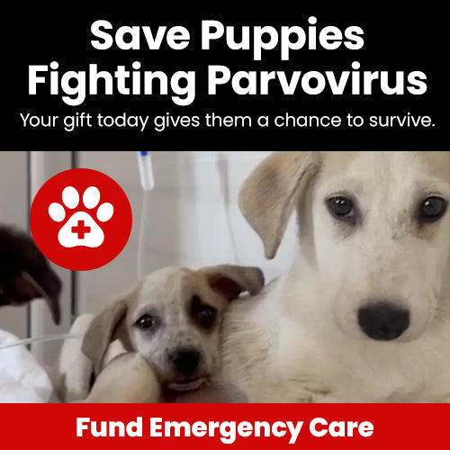 Support the Save Puppies Fighting Parvovirus campaign by The Animal Rescue Site and GreaterGood. Fund emergency care and give sick puppies a chance to survive.