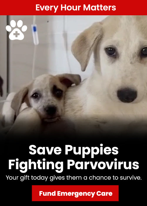 Support the Save Puppies Fighting Parvovirus campaign by The Animal Rescue Site and GreaterGood. Fund emergency care and give sick puppies a chance to survive.