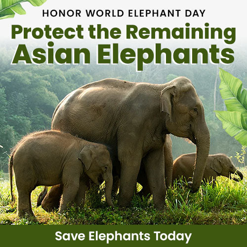 Support the Protect the Remaining Asian Elephants campaign by The Animal Rescue Site and GreaterGood to honor World Elephant Day and save elephants today.