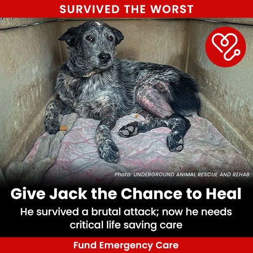 Support the Give Jack the Chance to Heal campaign by The Animal Rescue Site and GreaterGood. Help fund critical, lifesaving emergency care for Jack, who survived a brutal attack.