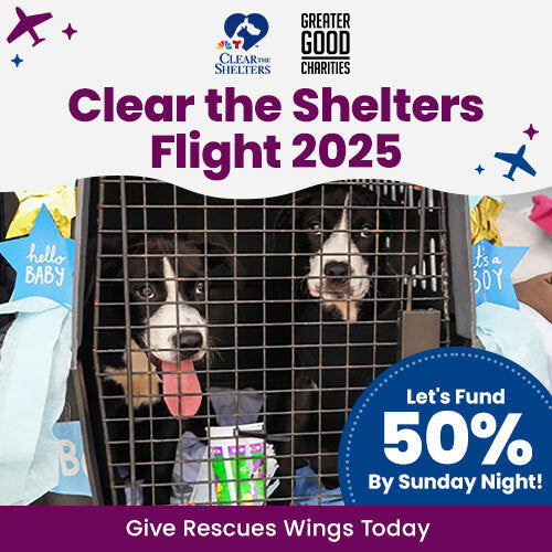 Texas Man Faces Maximum Jail Time for Fatal Abuse of Friends Pet Cats