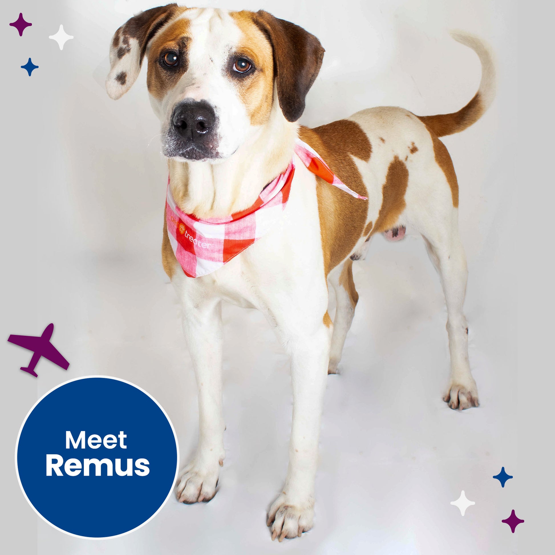 The Philippines Puppy Dog Rescue Near Me Puppy Pet Shops Near Me