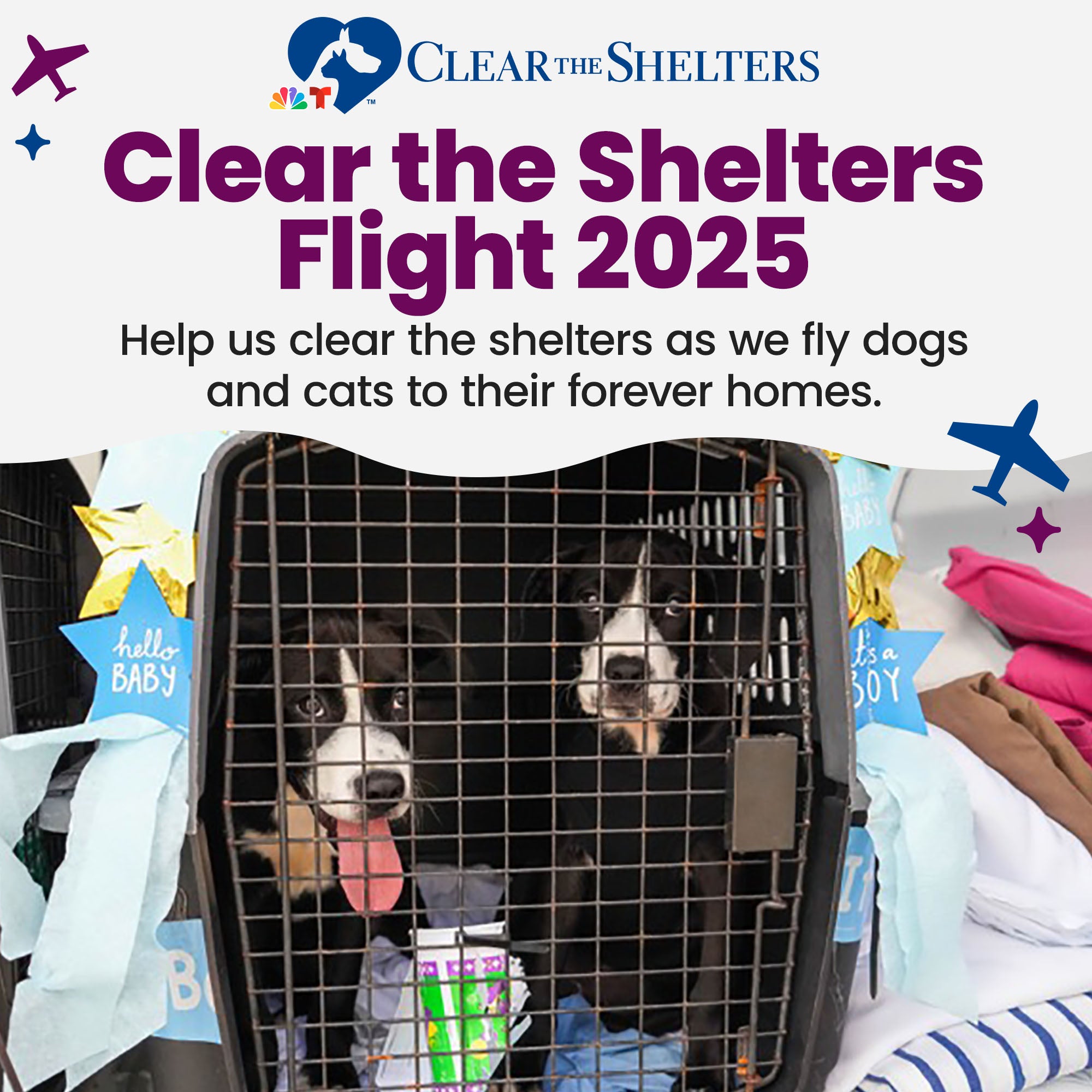 Animal Shelter Area Shelters Near Me Help Clear The Shelters By