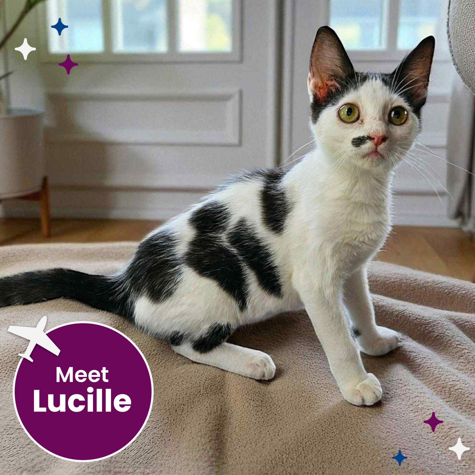 Adoption Center Long Hair Cats For Adoption Adoption Center Paws