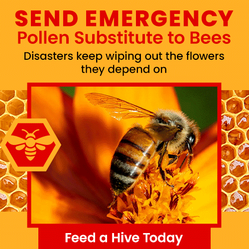 Support the Send Emergency Pollen Substitute to Bees campaign by The Animal Rescue Site and GreaterGood. Help feed a hive today as disasters keep wiping out the flowers they depend on.
