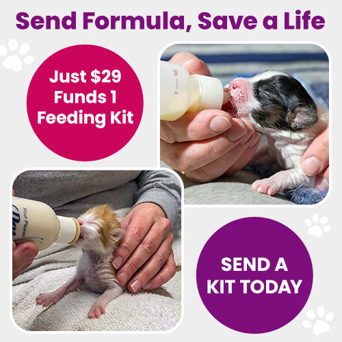 Support the Send Formula, Save a Life campaign by The Animal Rescue Site and GreaterGood. Just $29 funds 1 feeding kit to help nourish vulnerable newborn animals. Send a kit today.
