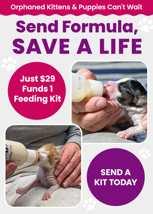 Support the Send Formula, Save a Life campaign by The Animal Rescue Site and GreaterGood. Just $29 funds 1 feeding kit to help nourish vulnerable newborn animals. Send a kit today.