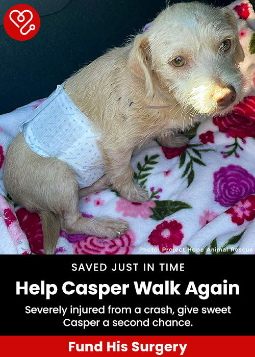 Support the Help Casper Walk Again campaign by The Animal Rescue Site and GreaterGood. Fund his surgery to give the sweet puppy a second chance after being severely injured in a crash.