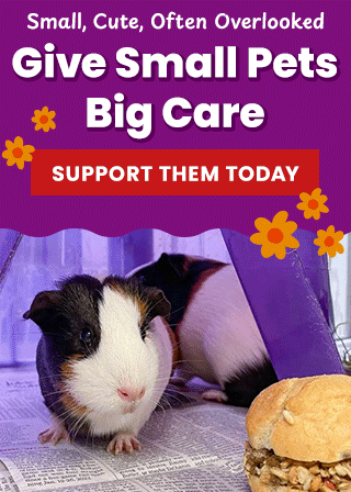 Support the Give Small Pets Big Care campaign by The Animal Rescue Site and GreaterGood. Support them today to send supplies to hamsters, guinea pigs, and other small pets in need because they are small, cute, and often overlooked.