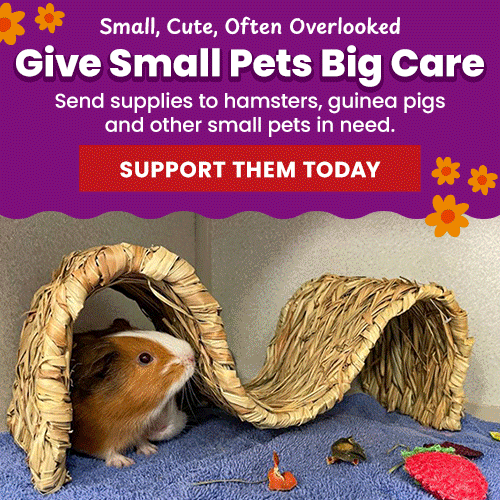 Support the Give Small Pets Big Care campaign by The Animal Rescue Site and GreaterGood. Support them today to send supplies to hamsters, guinea pigs, and other small pets in need because they are small, cute, and often overlooked.