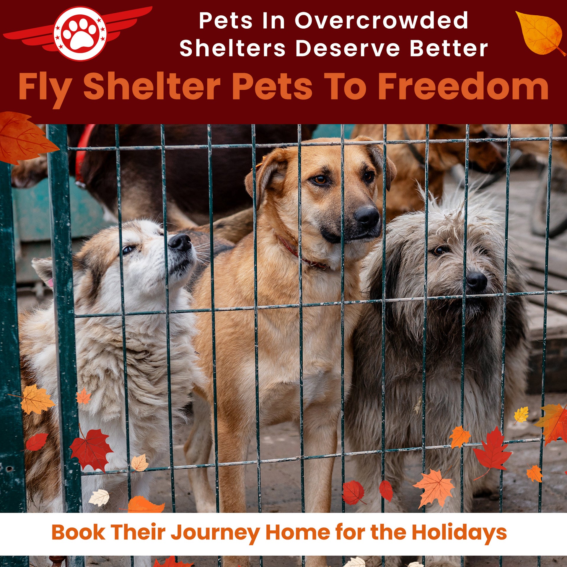 Help Fly Pets to Freedom The Animal Rescue Site