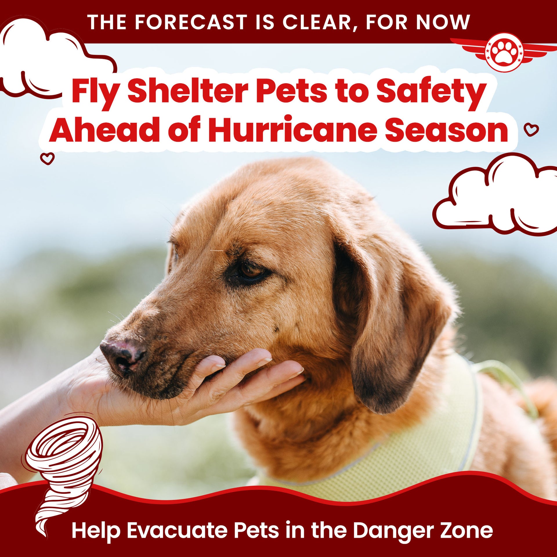 Second Chance Find Me A Dog To Adopt Help Fly Pets To Freedom The