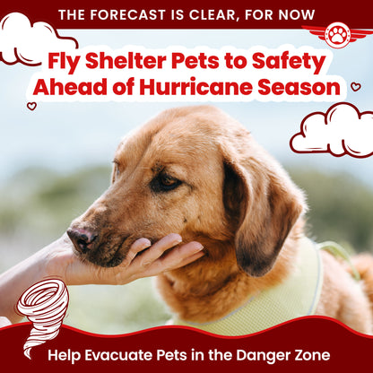 The Philippines Puppy Dog Rescue Near Me Stray Animals Injured Cat