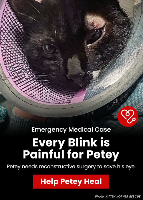 Support the Every Blink is Painful for Petey campaign by The Animal Rescue Site and GreaterGood. Help Petey heal and fund his reconstructive surgery to save his eye.