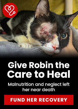 Support the 153 Hoarding Survivors Fighting to Survive campaign by The Animal Rescue Site and GreaterGood. Send aid to provide emergency surgery, medication, and recovery care needed for the animals.