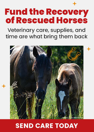 Support the Fund the Recovery of Respected Horses campaign by The Animal Rescue Site and GreaterGood. Send care today to provide the veterinary care, supplies, and time needed to bring them back.