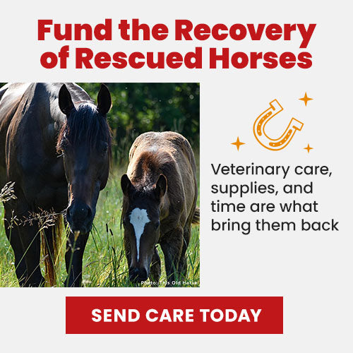 Support the Fund the Recovery of Respected Horses campaign by The Animal Rescue Site and GreaterGood. Send care today to provide the veterinary care, supplies, and time needed to bring them back.