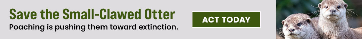 Support the Save the Small-Clawed Otter campaign by The Animal Rescue Site and GreaterGood. Act today to help protect them as poaching is pushing them toward extinction.