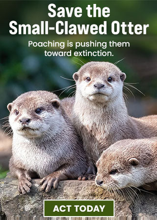 Support the Save the Small-Clawed Otter campaign by The Animal Rescue Site and GreaterGood. Act today to help protect them as poaching is pushing them toward extinction.