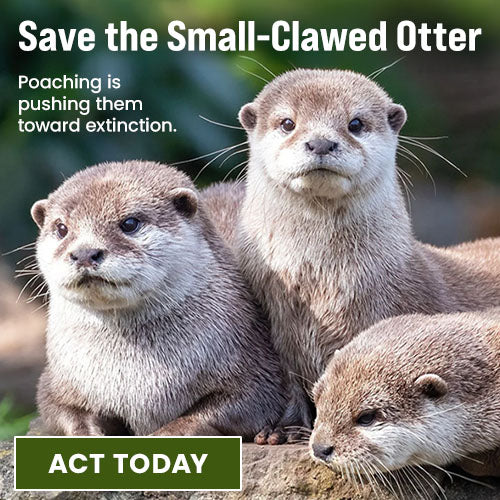 Support the Save the Small-Clawed Otter campaign by The Animal Rescue Site and GreaterGood. Act today to help protect them as poaching is pushing them toward extinction.