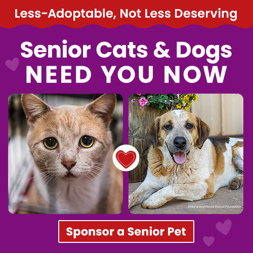 Support the Senior Cats & Dogs Need You Now campaign by The Animal Rescue Site and GreaterGood. Sponsor a senior pet because they are less-adoptable, not less deserving.