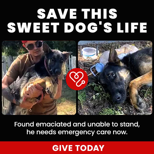 Support the Save This Sweet Dog's Life campaign by The Animal Rescue Site and GreaterGood. Give today to help the sweet dog found emaciated and unable to stand who needs emergency care now.